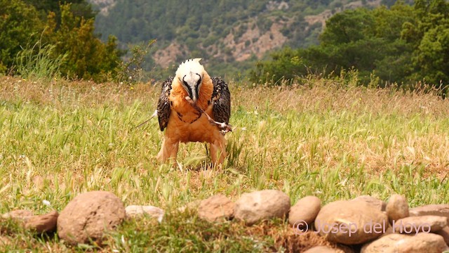 Bearded Vulture (Eurasian) - ML637546222