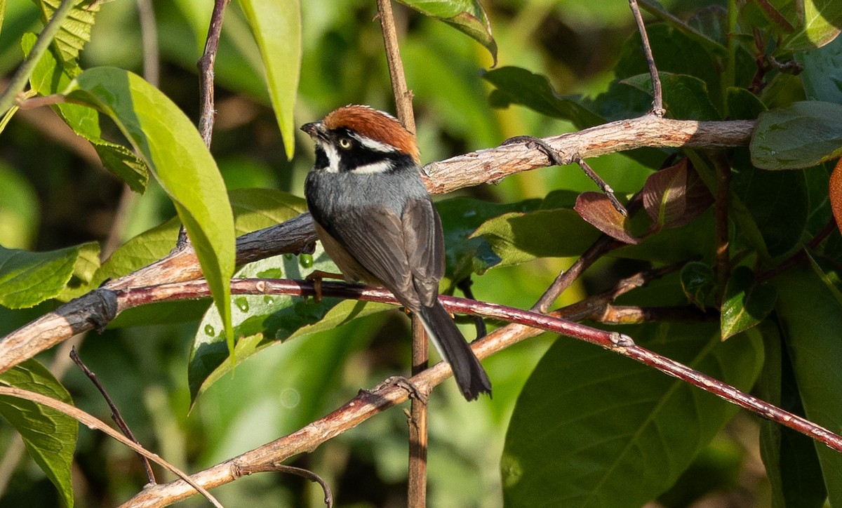 Black-throated Tit - ML637546223