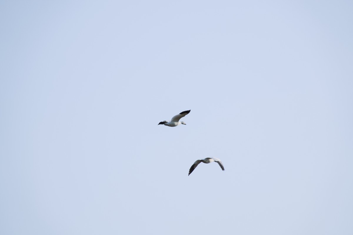 Цасны галуу - ML637546252