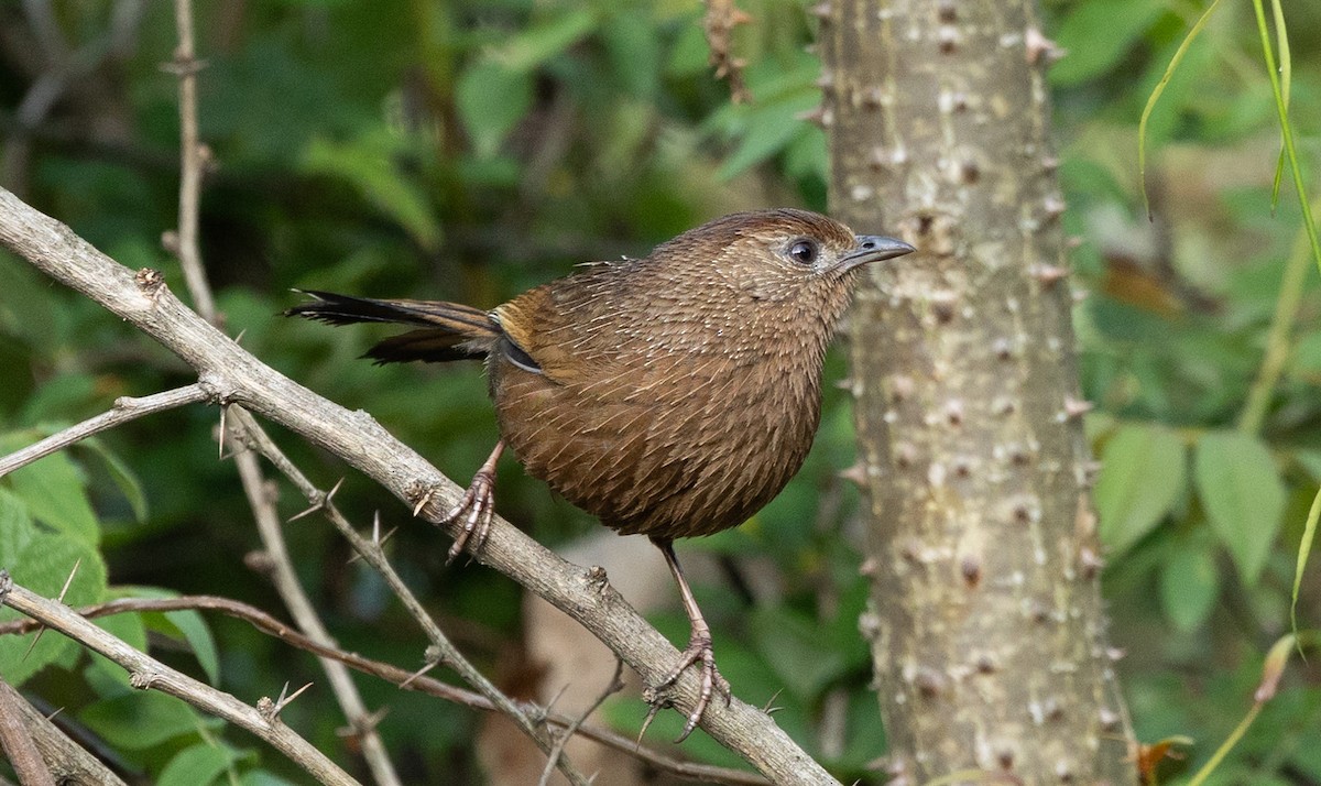 Bhutan Laughingthrush - ML637546309