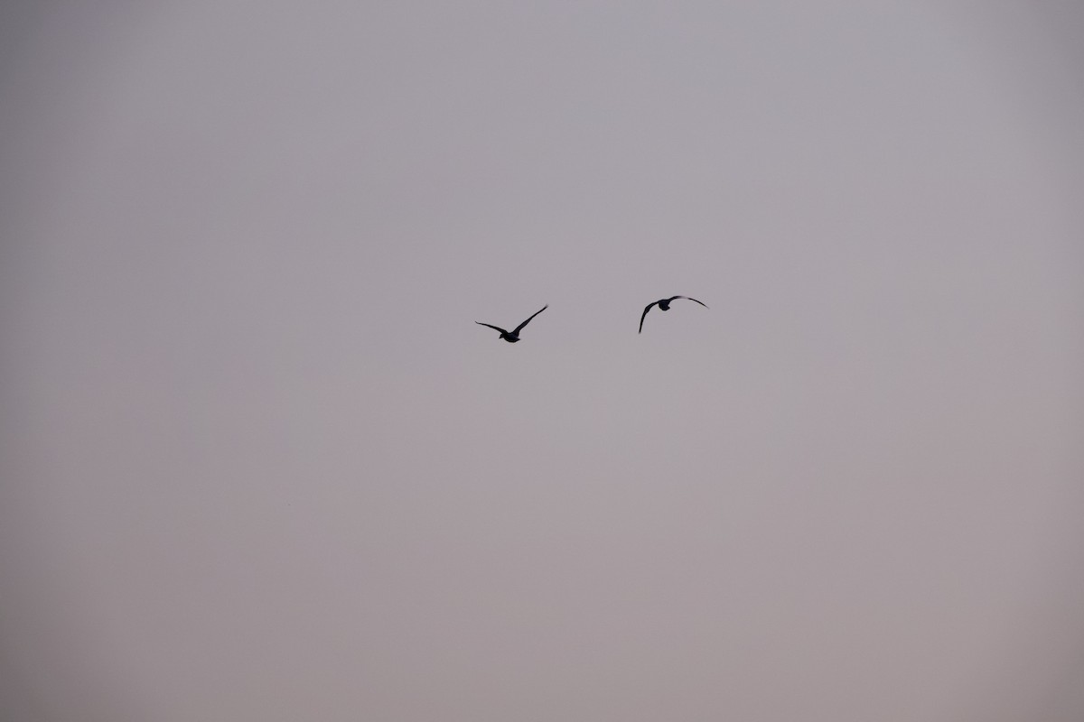 Цасны галуу - ML637546311