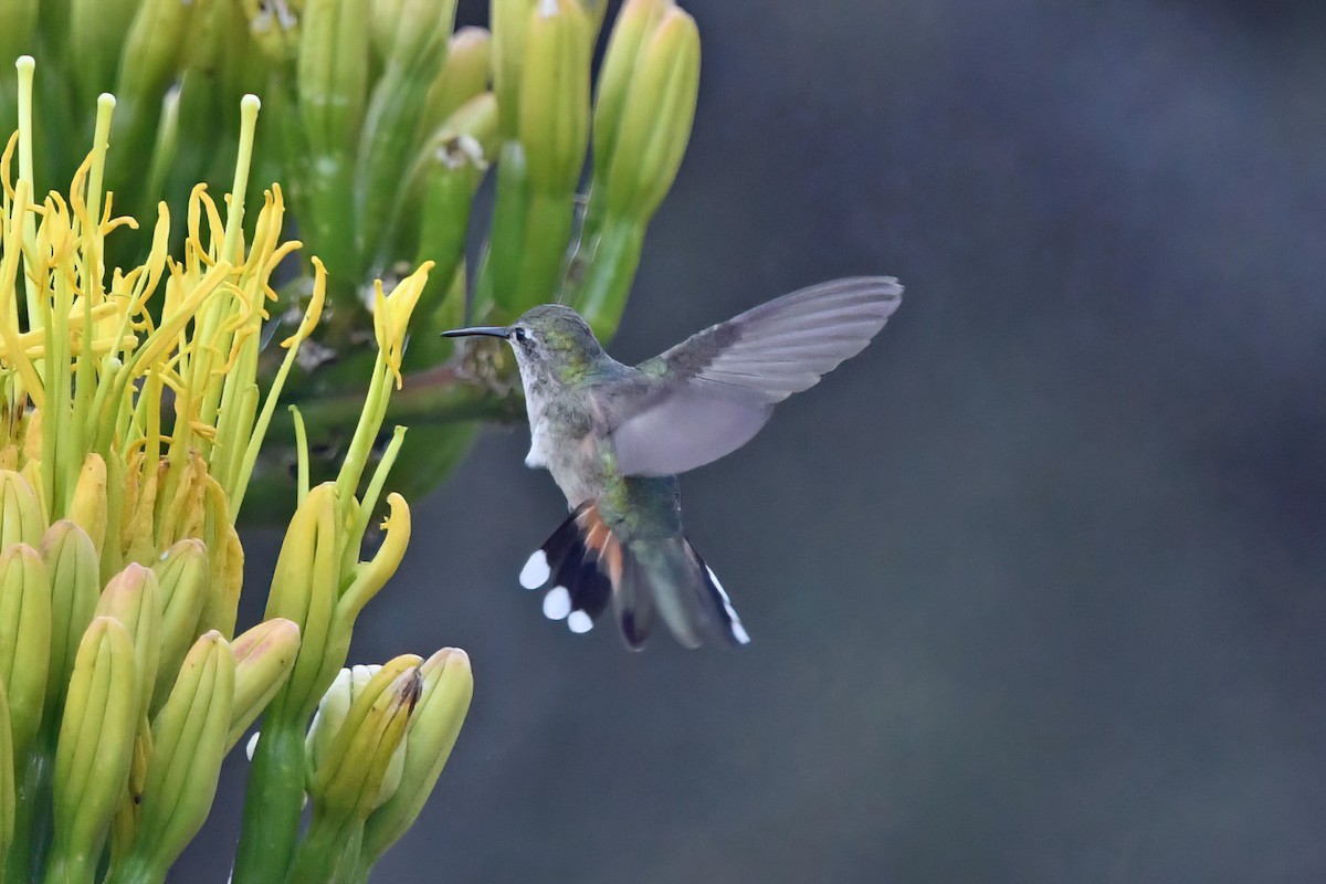 Colibri à queue large - ML637546335