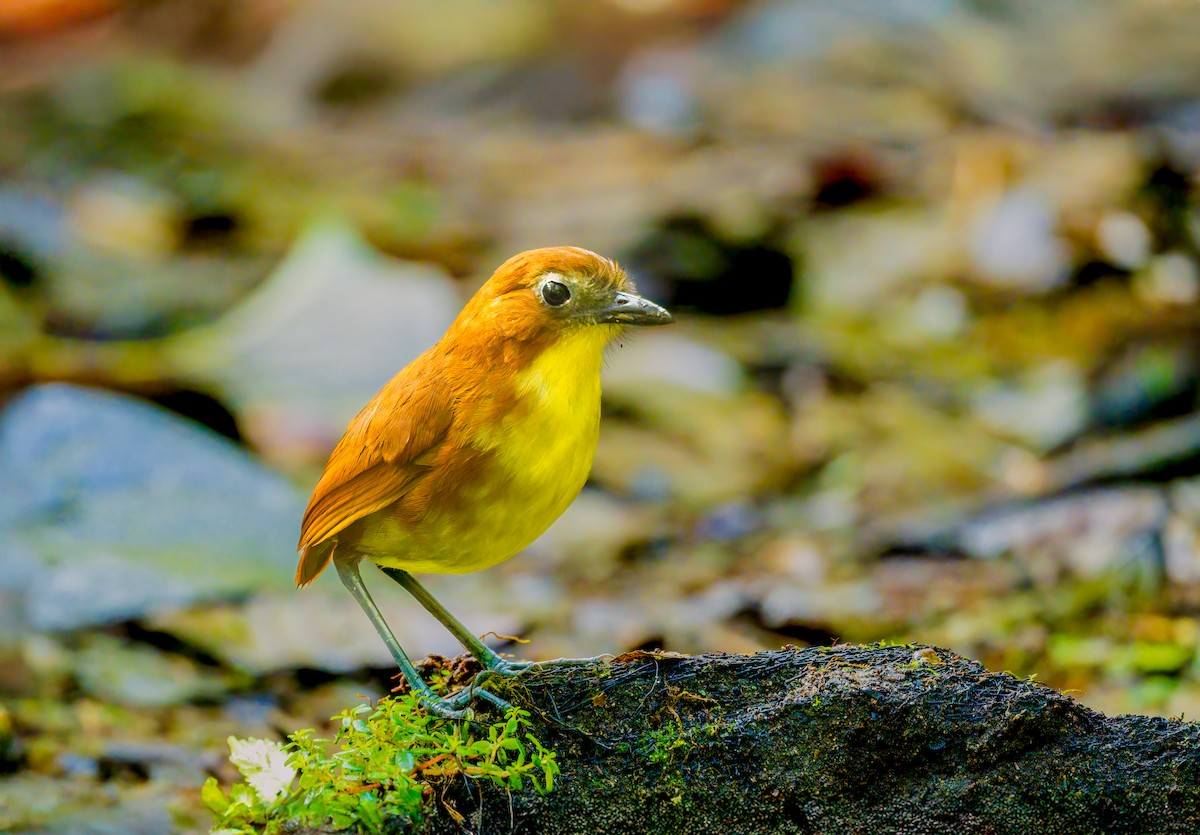 Yellow-breasted Antpitta - ML637546371