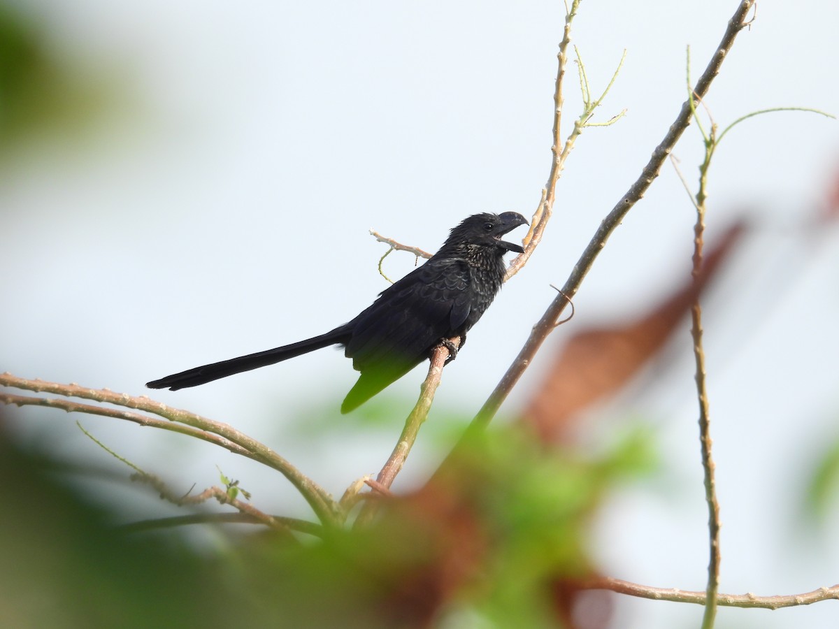 Smooth-billed Ani - ML637546376