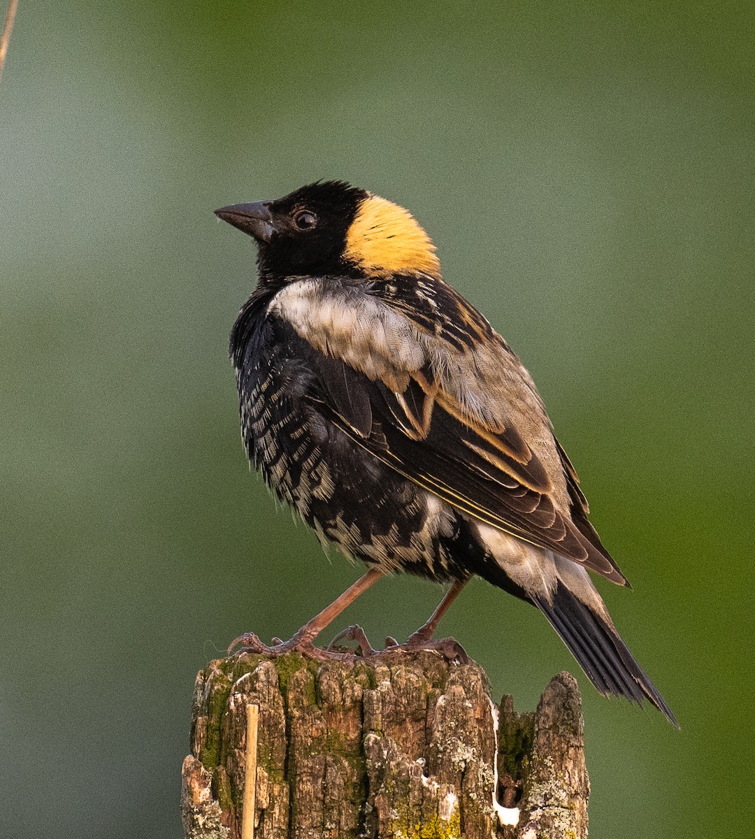 Bobolink - ML637546401