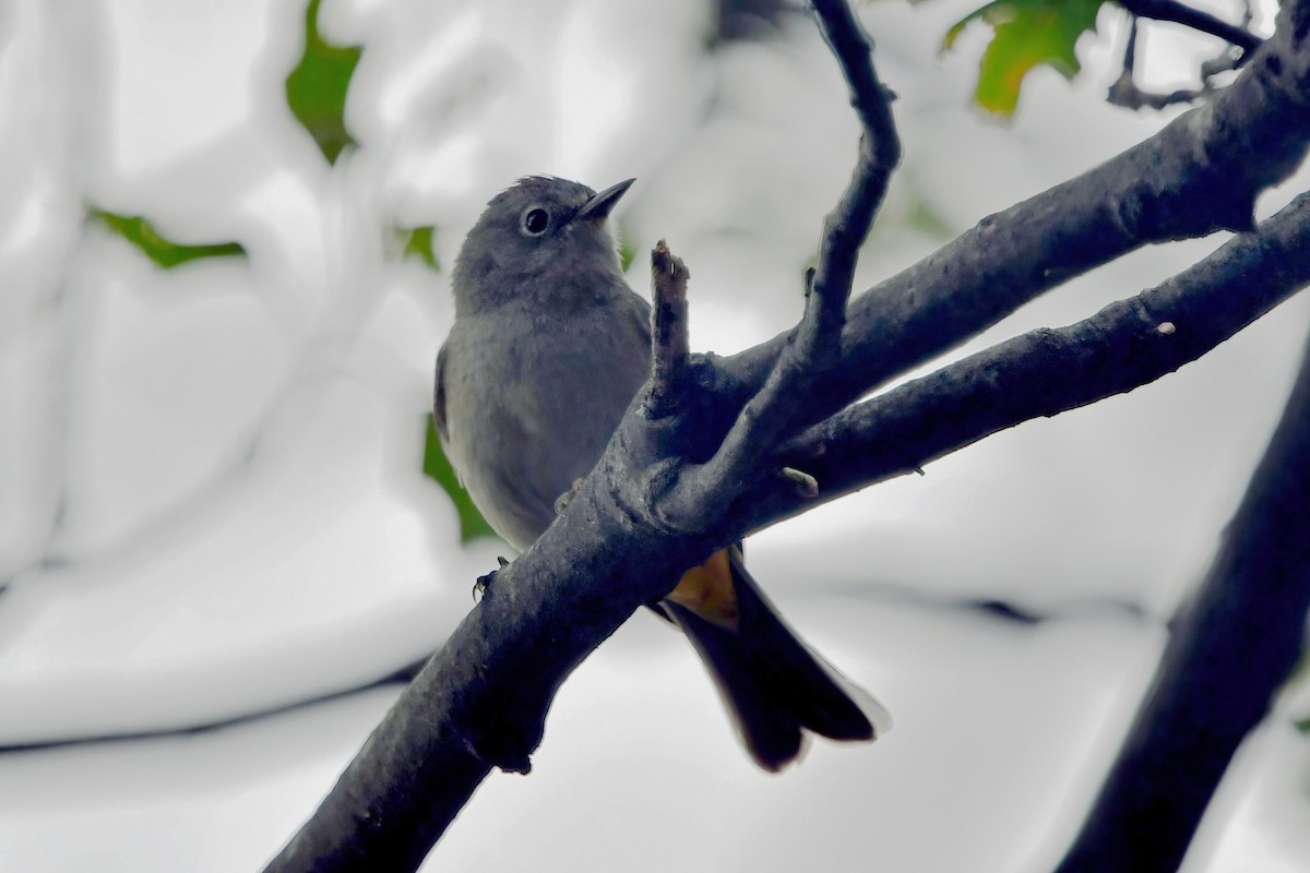 Colima Warbler - ML637546409