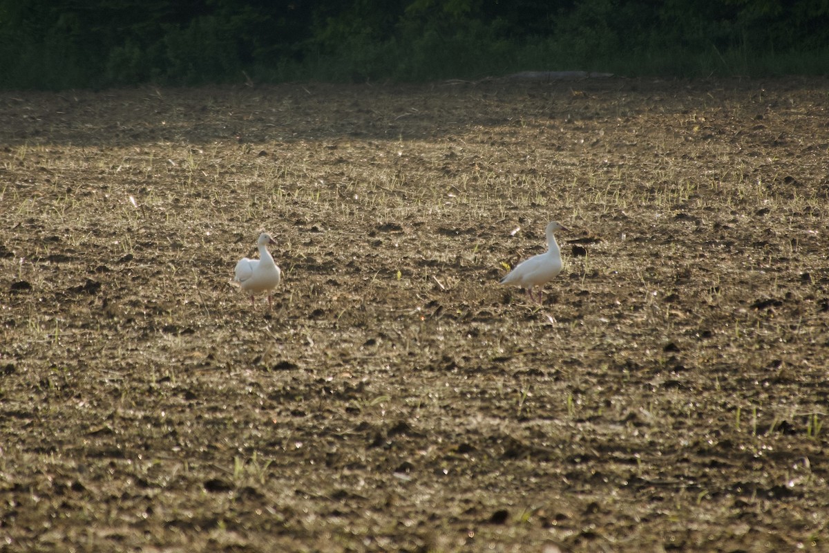 Цасны галуу - ML637546442