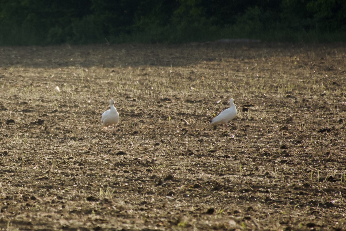 Цасны галуу - ML637546443
