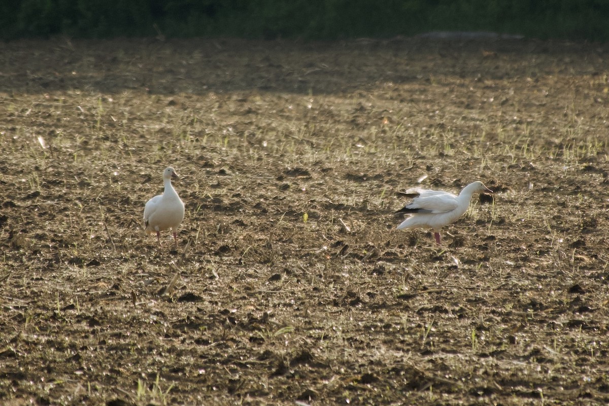 Цасны галуу - ML637546444