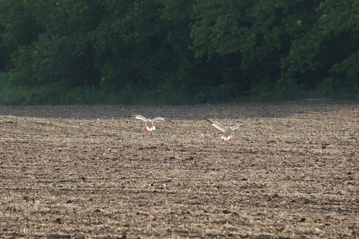 Цасны галуу - ML637546445