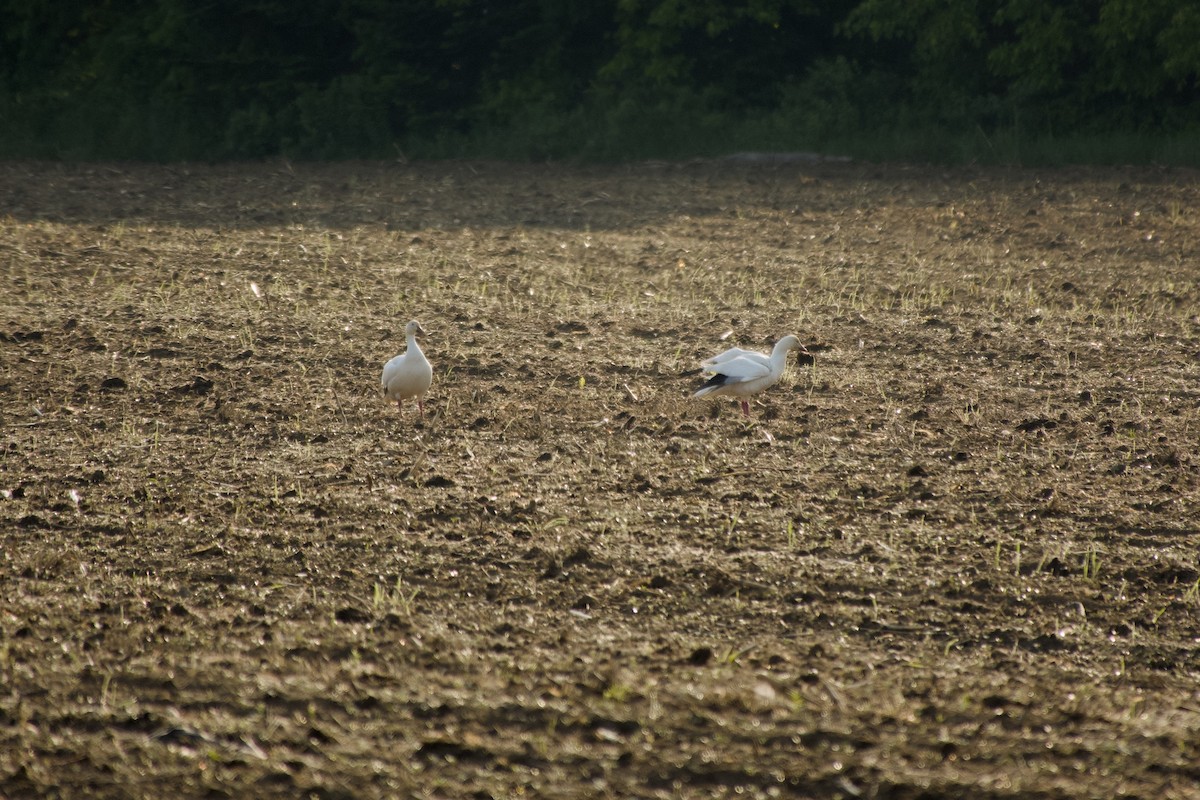 Цасны галуу - ML637546446