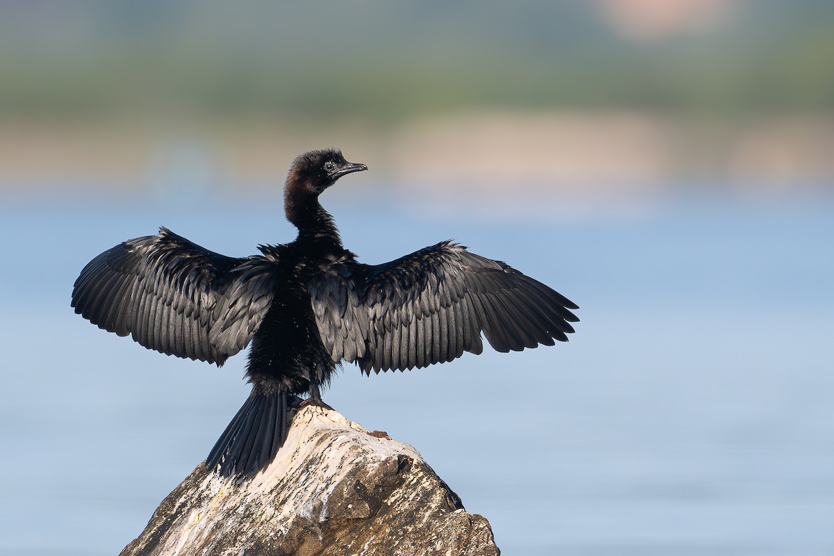 Pygmy Cormorant - ML637546448
