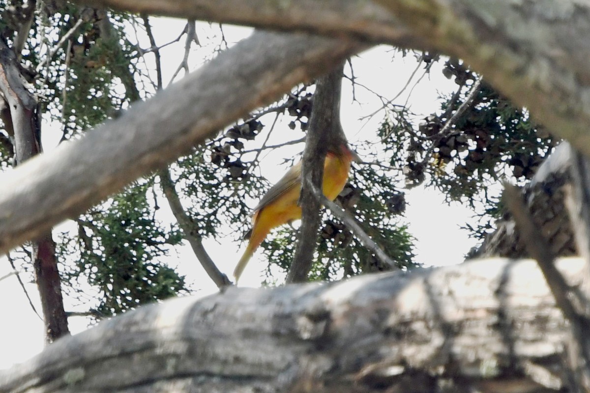 Piranga vermillon - ML637546453