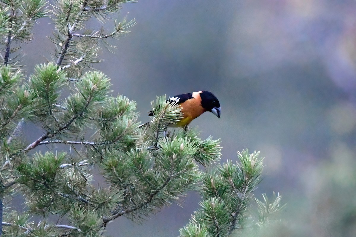 Cardinal à tête noire - ML637546472