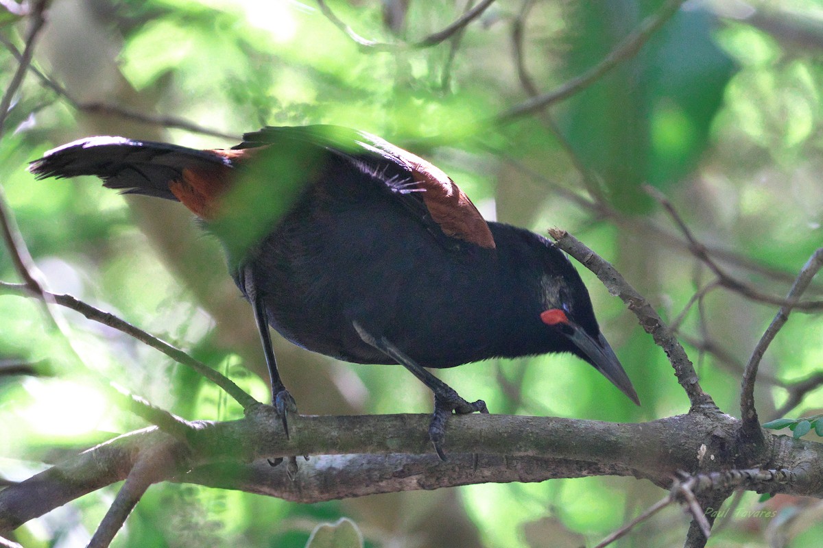 North Island Saddleback - ML637546494