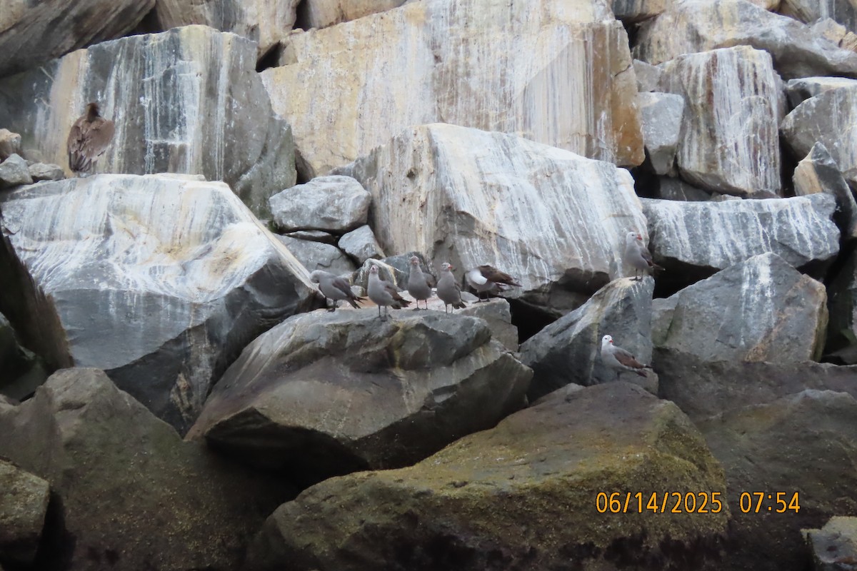 Heermann's Gull - ML637546495
