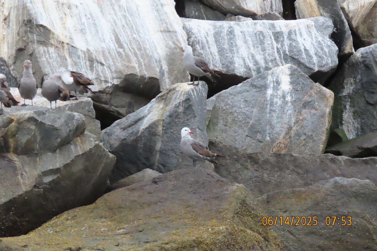 Heermann's Gull - ML637546496