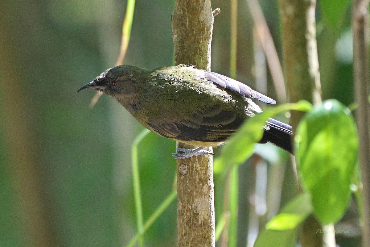 New Zealand Bellbird - ML637546513