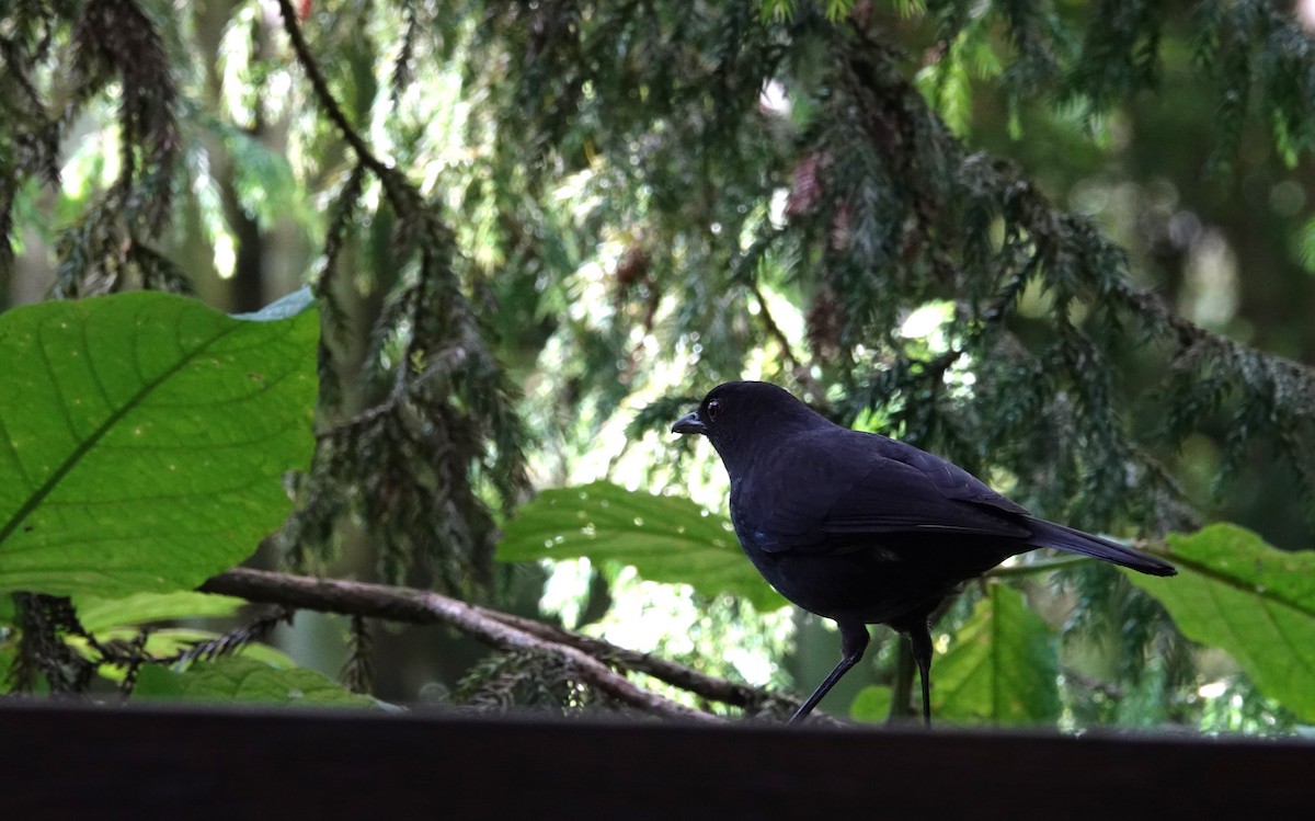 Taiwan Whistling-Thrush - ML637546523