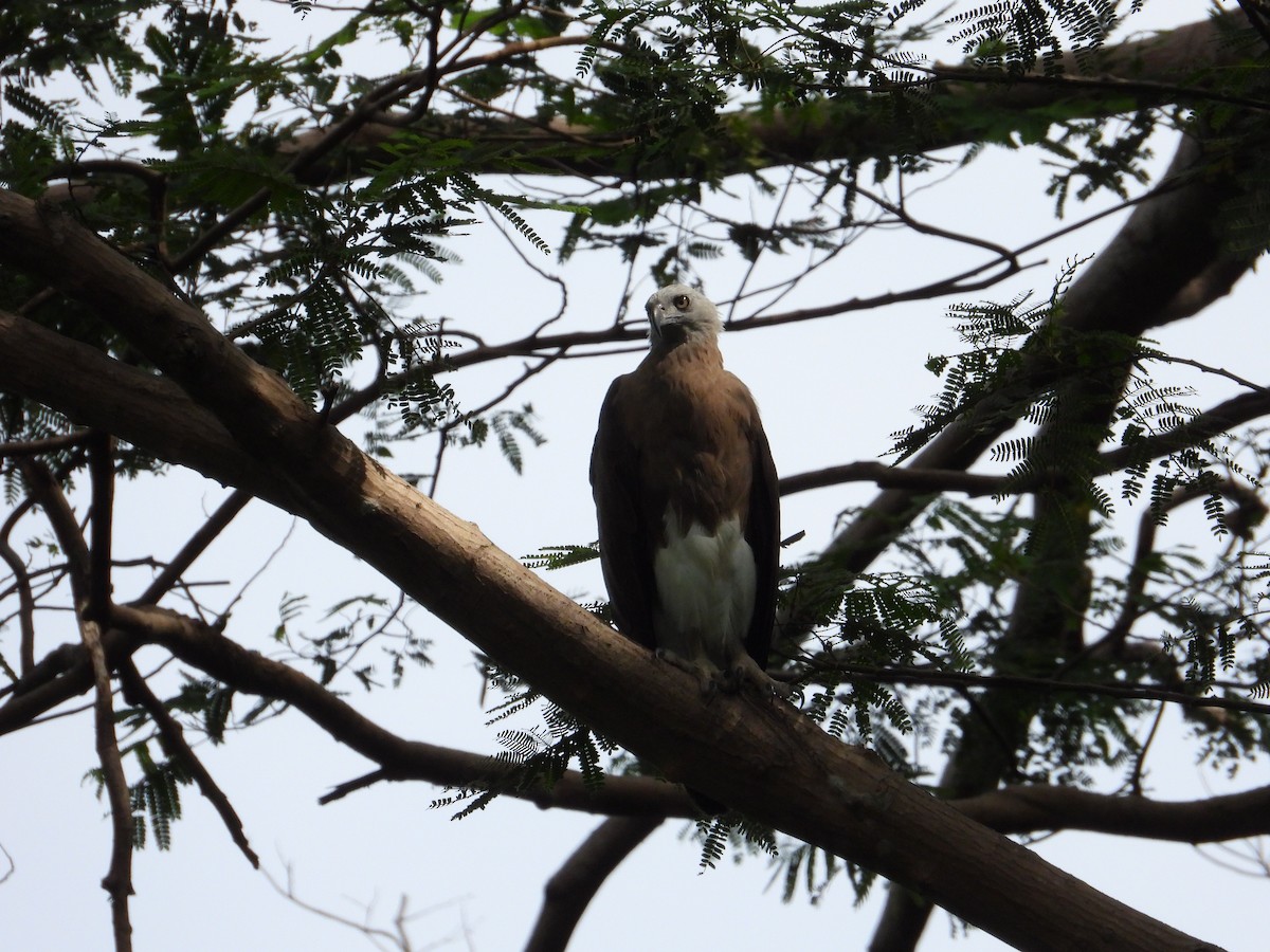 Gray-headed Fish-Eagle - ML637546525