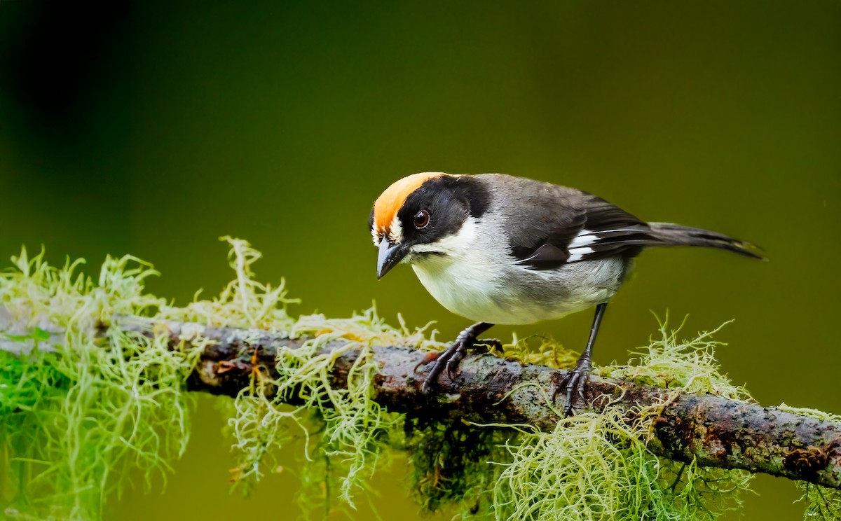 White-winged Brushfinch - ML637546535
