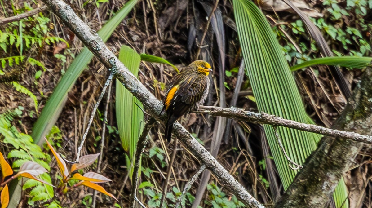 Yellow-rumped Honeyguide - ML637546539
