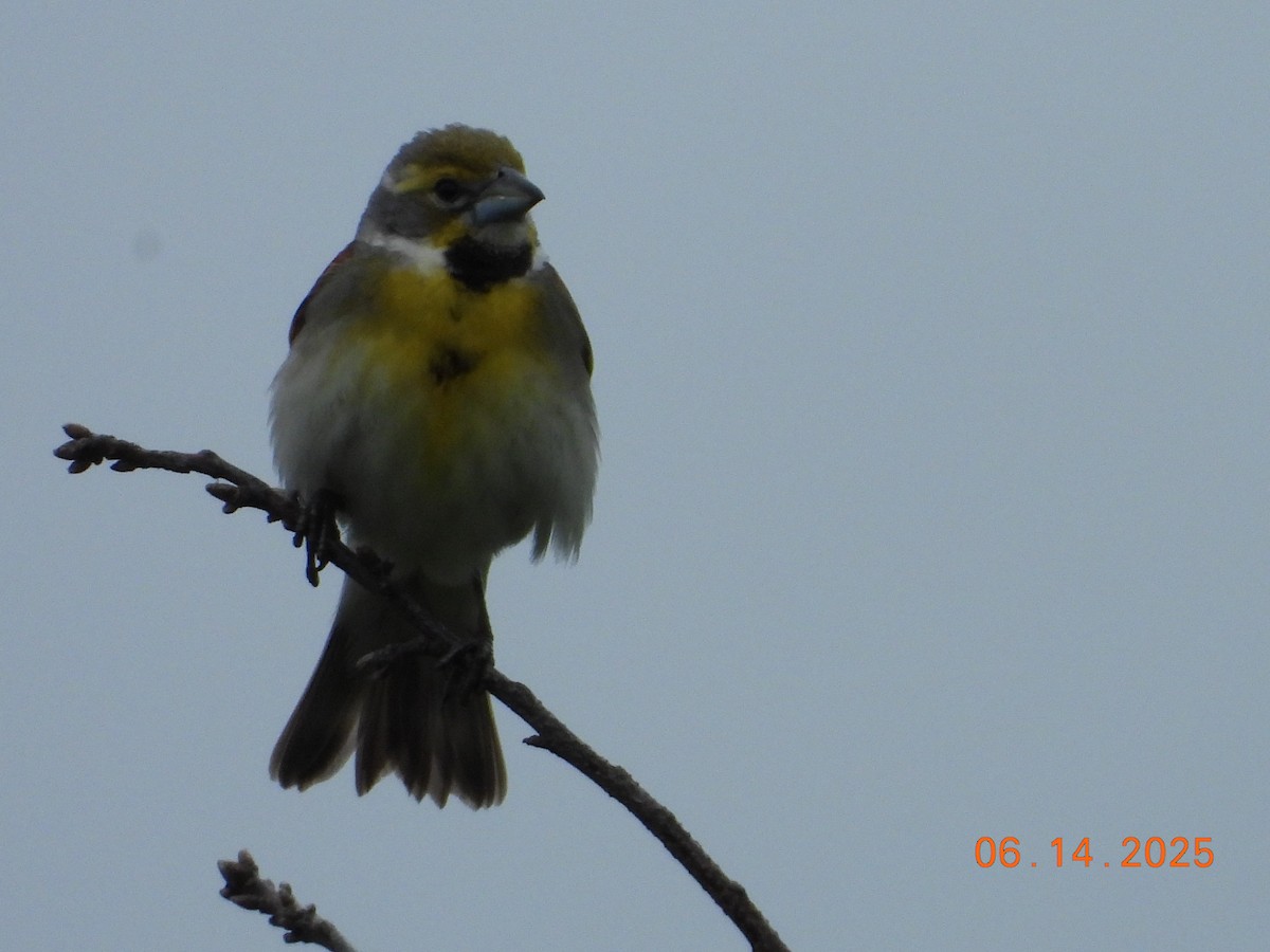Dickcissel - ML637546565