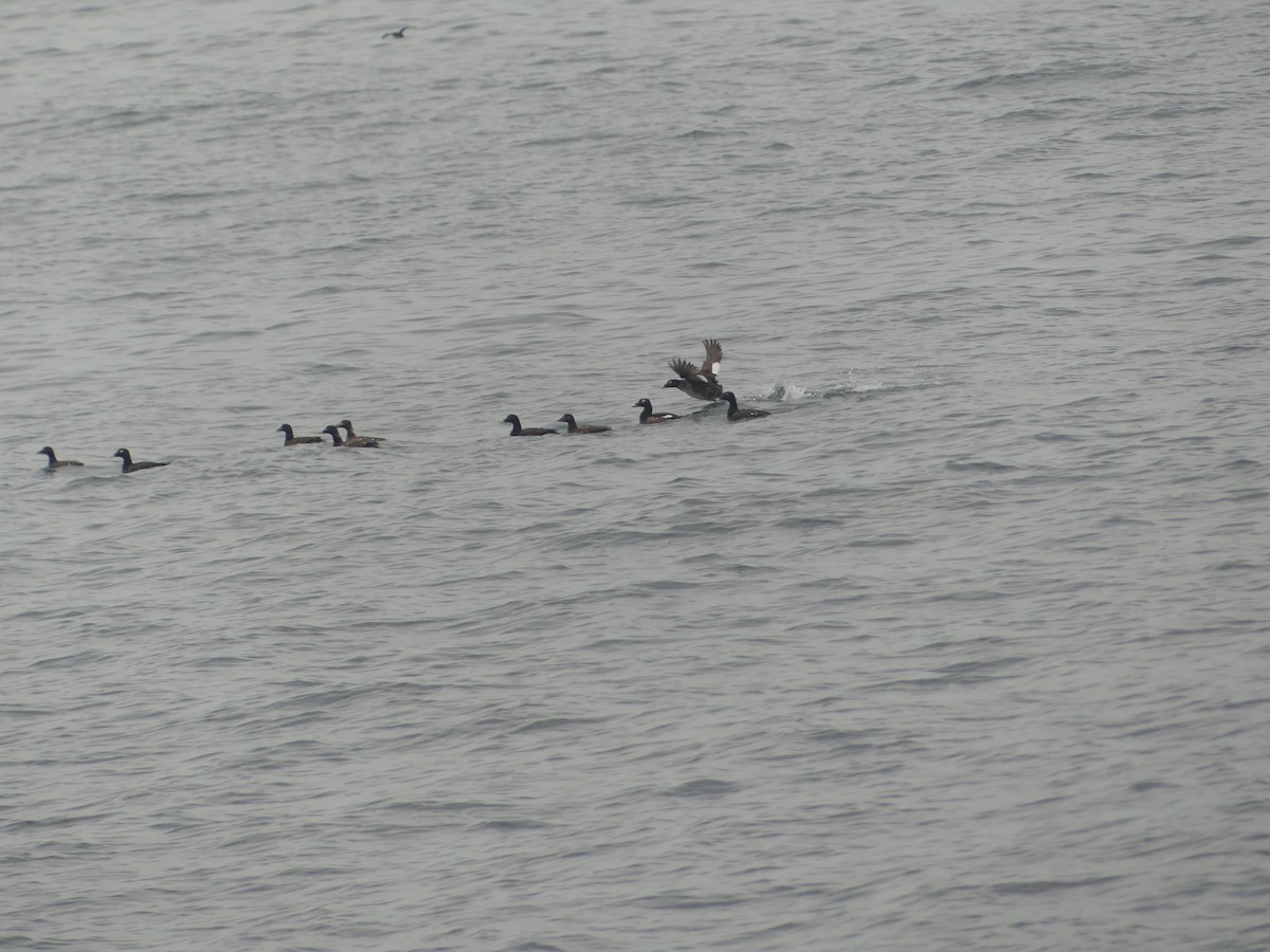 White-winged Scoter - ML637546574