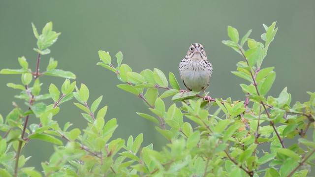 Henslow's Sparrow - ML637546579