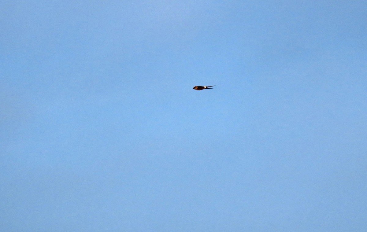 European Red-rumped Swallow - ML637546624