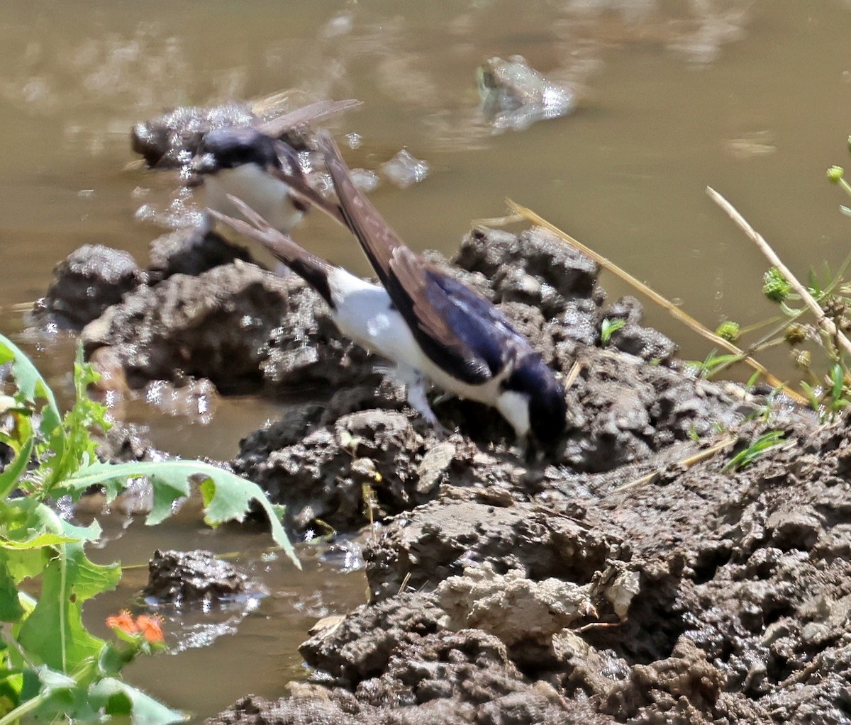 Western House-Martin - ML637546678