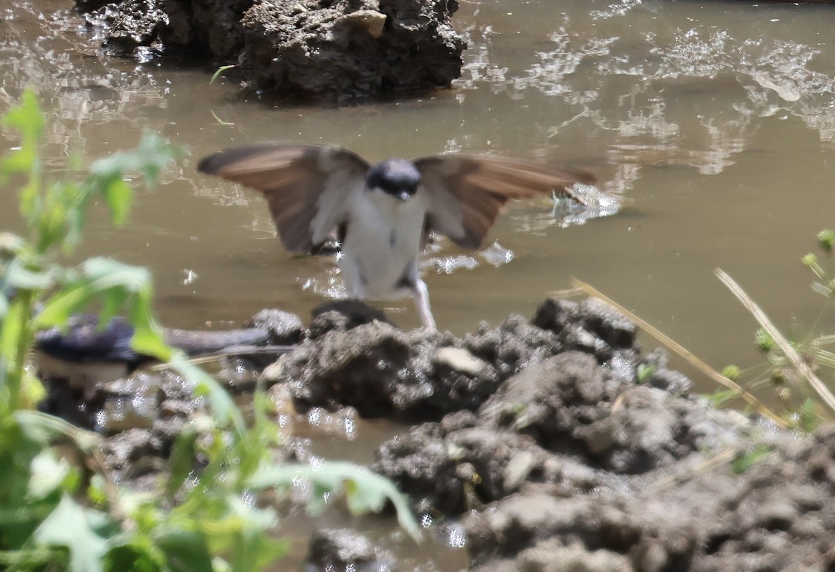 Western House-Martin - ML637546679
