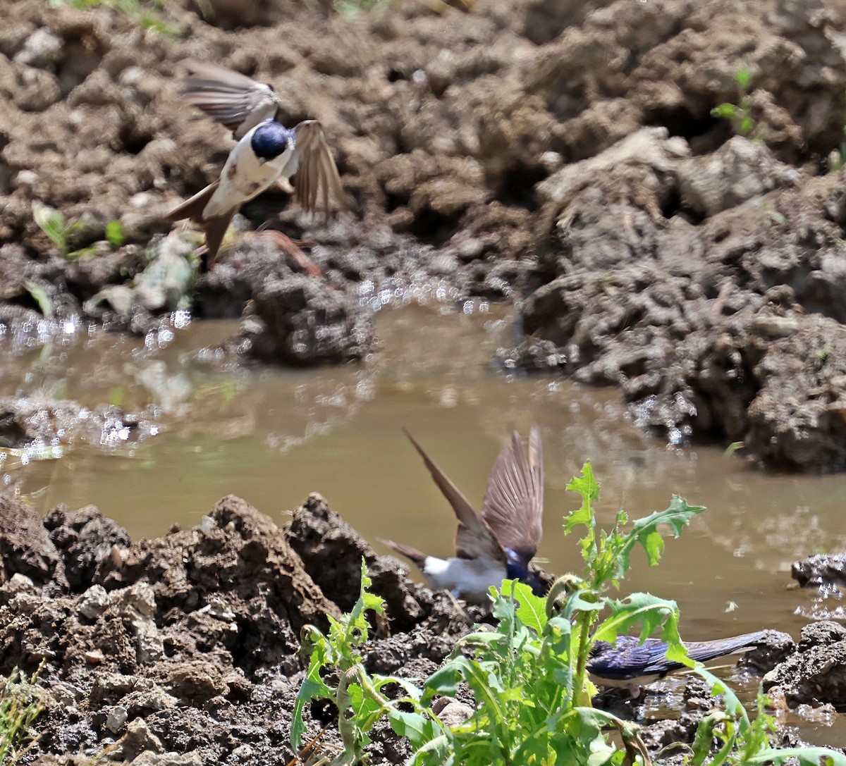 Western House-Martin - ML637546681