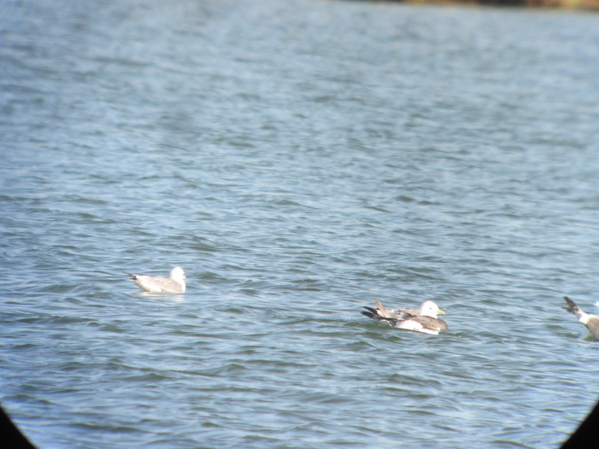 Red-legged Kittiwake - ML637546682