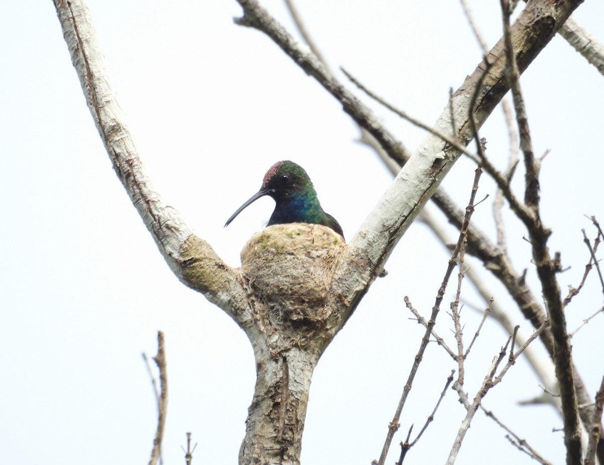 Green-breasted Mango - ML637546705