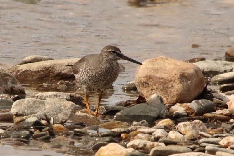 Wandering Tattler - ML637546770