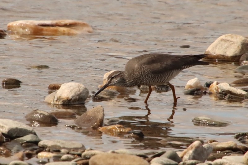 Wandering Tattler - ML637546771