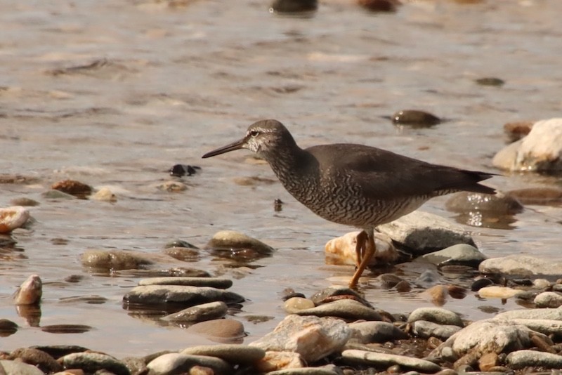 Wandering Tattler - ML637546772