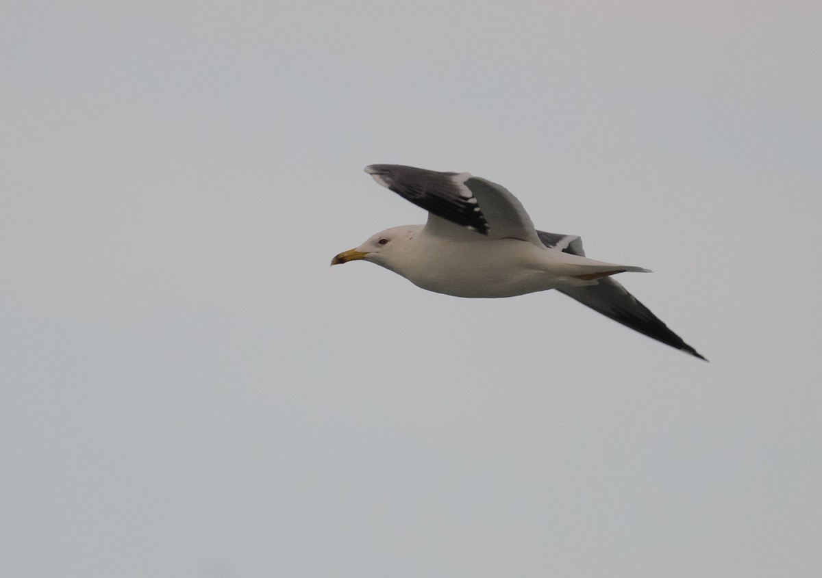 Lesser Black-backed Gull (Steppe) - ML637546818
