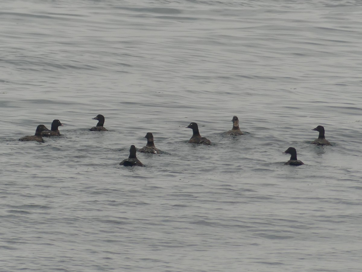 White-winged Scoter - ML637546847