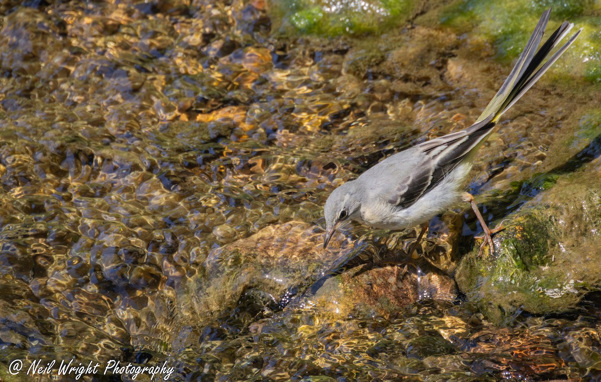 Gray Wagtail - ML637546867