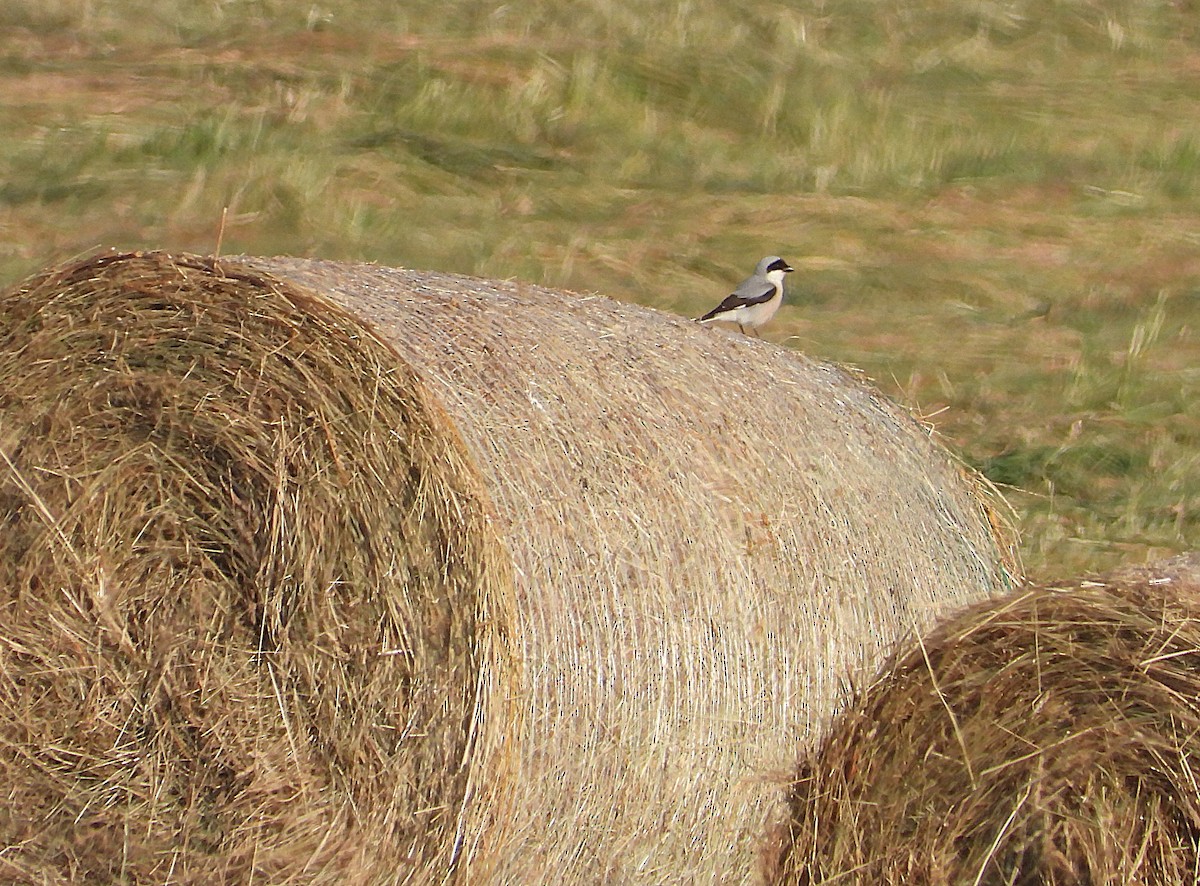 Lesser Gray Shrike - ML637546930