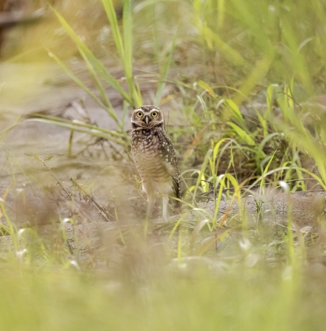 Burrowing Owl - ML637546947