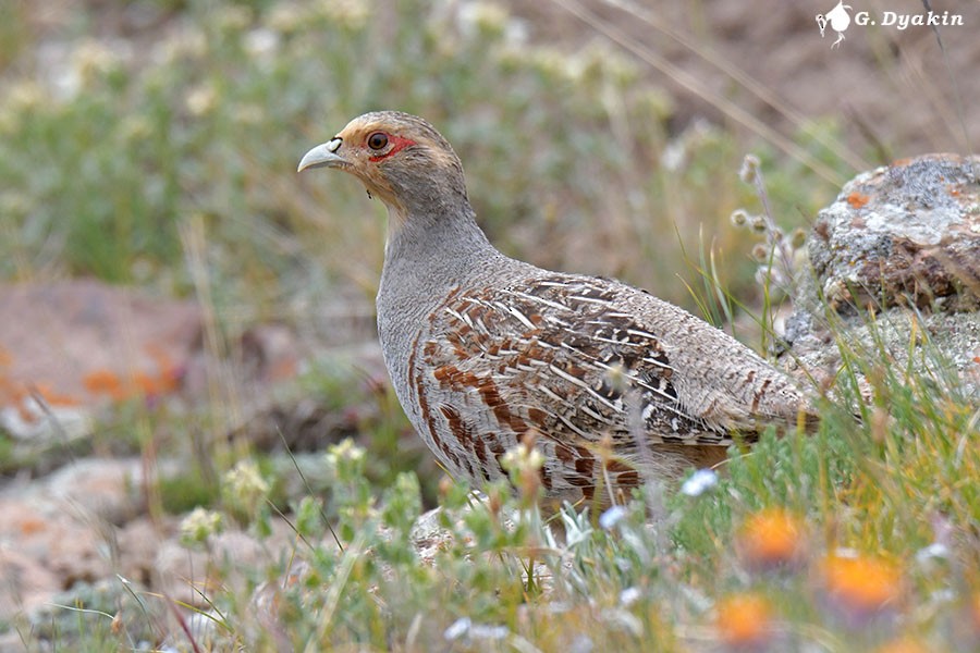 Daurian Partridge - ML637546949