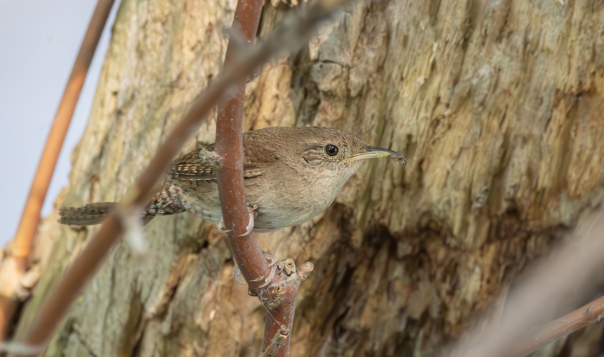 Northern House Wren - ML637546955
