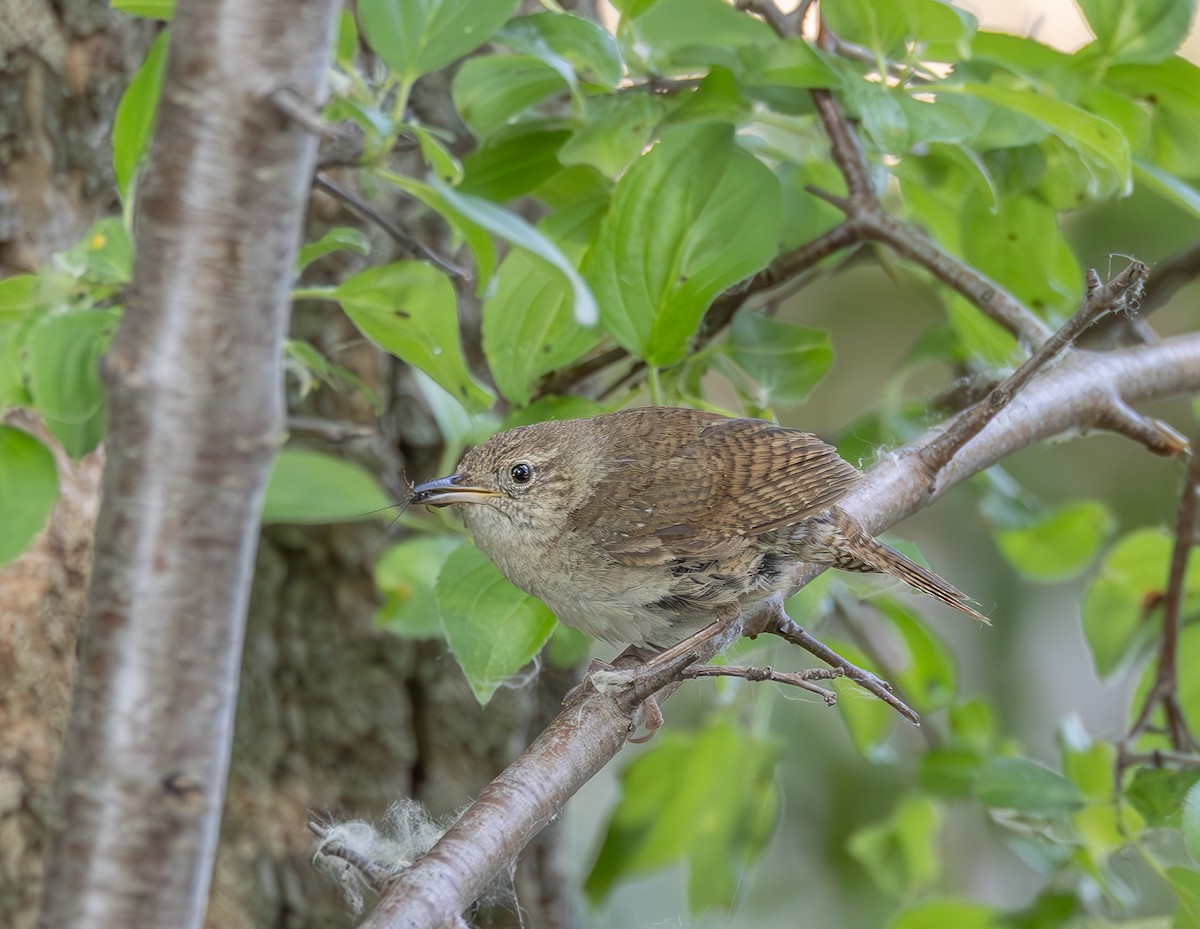 Northern House Wren - ML637546961