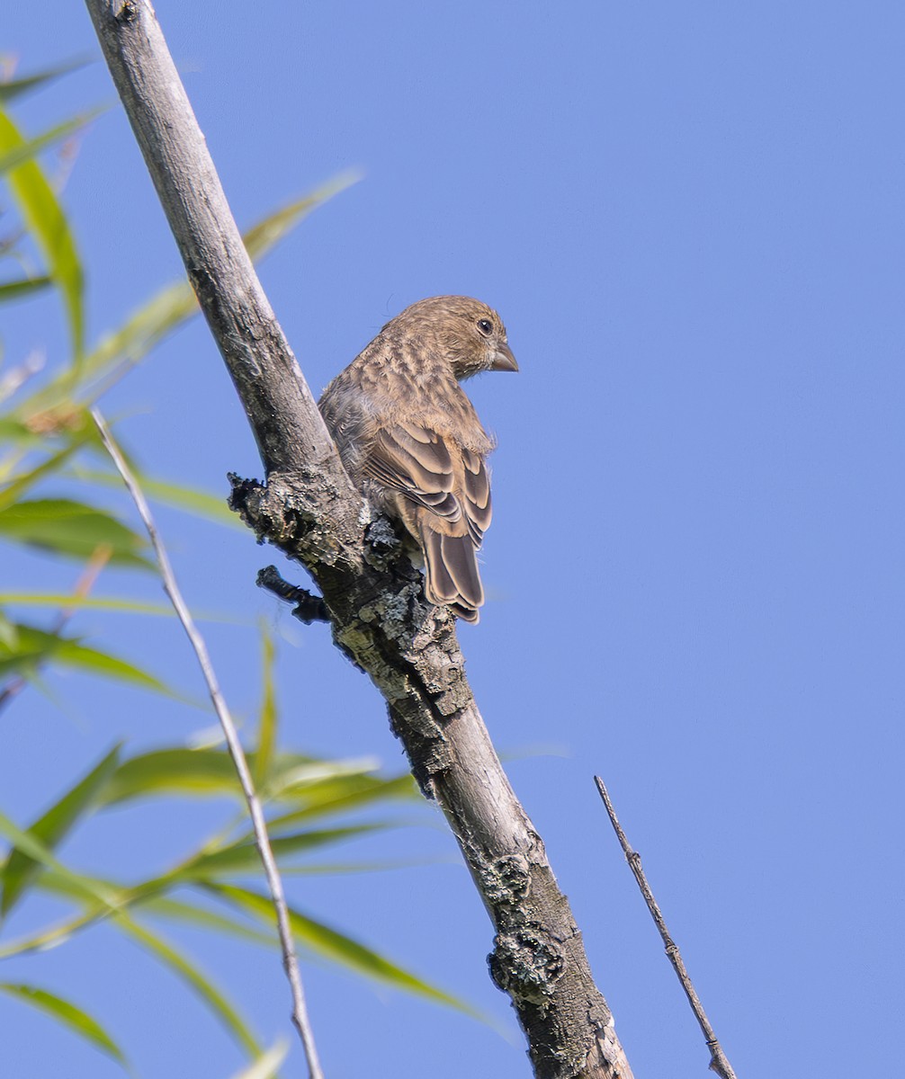 House Finch - ML637546964