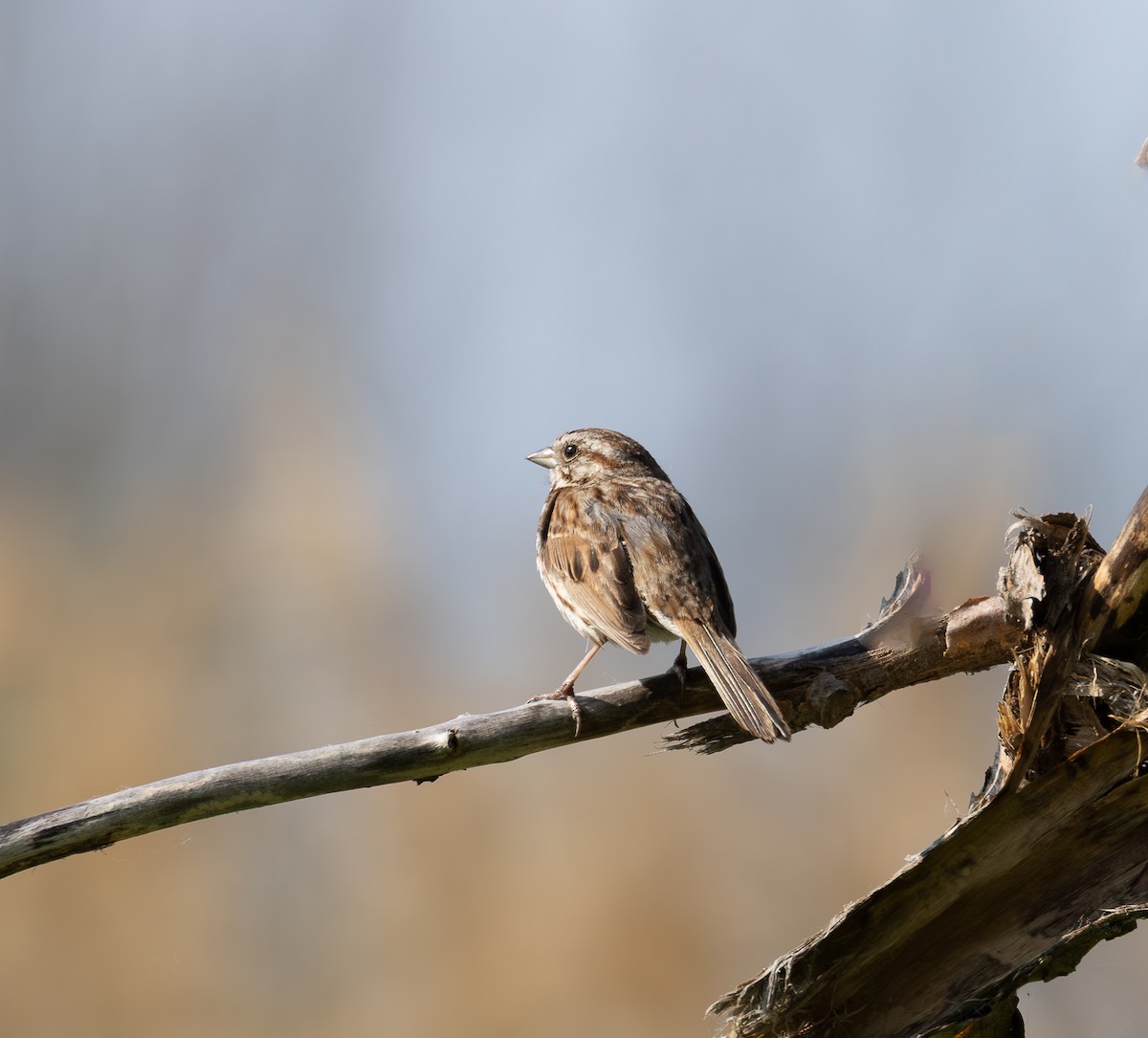Song Sparrow - ML637546969