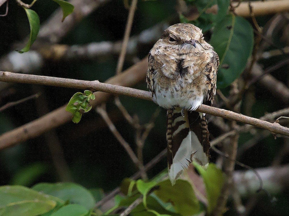 Ladder-tailed Nightjar - ML637546980