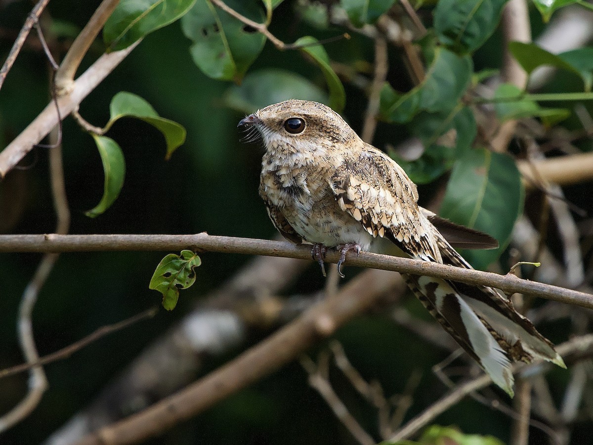 Ladder-tailed Nightjar - ML637546983